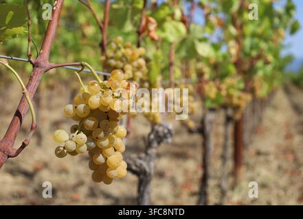 Mazzo di Ribolla Gialla matura, vitigno bianco autoctono del Friuli, appeso alla vite alla fine dell'estate. Foto Stock