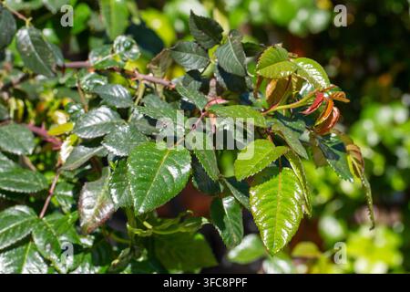 Prima vista di foglie di rosa verdi e lucide e spine su un cespuglio nel giardino primaverile Foto Stock
