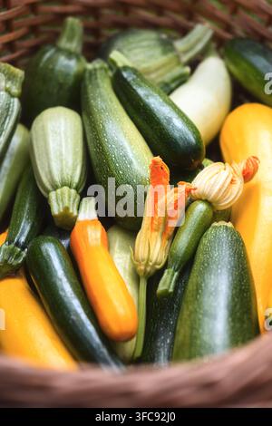 Cesto con zucchine miste e fiore, composizione di verdure fresche, concetto farm to table. Zucchine verdi e gialle in primo piano, luce naturale, stile rustico Foto Stock