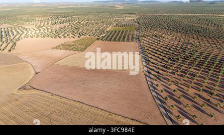 Vista aerea di terreni agricoli divisi in file ordinate e chiazze. Gli alberi proiettano lunghe ombre su un terreno dorato. I campi mostrano segni di raccolto stagionale o di preparazione Foto Stock