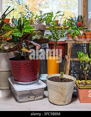Prima vista di varie piante d'appartamento raggruppate con una varietà di contenitori diversi davanti a uno sfondo di finestra sfocato. Foto Stock