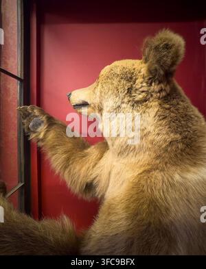 Vista laterale di un esemplare di orso tassidermizzato nella Biblioteca Storica dello Yorkshire Museum, a York. Foto Stock