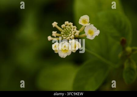 Fiore di Lantana camara con petali bianchi e centri gialli Foto Stock