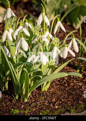 Greater snowdrop Galanthus elwesii 'Marjorie Brown' con fiori bianchi penduli e segni verdi all'inizio della primavera. Foto Stock