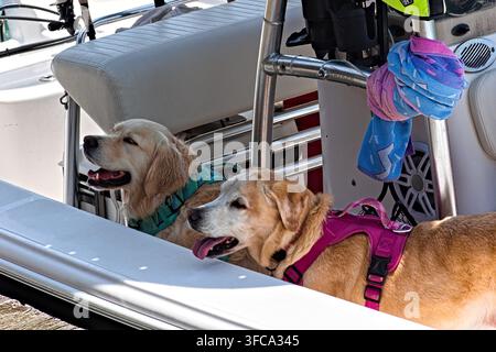 Due felici Golden Retriever guardano da una barca mentre aspettano un'avventura sull'acqua. Foto Stock