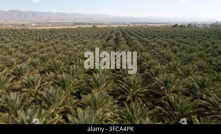 Vista aerea di una vasta nursery di palme con file di palme verdi che si estendono attraverso il paesaggio desertico verso le montagne lontane a Coachella, California Foto Stock