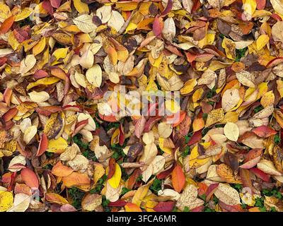 Foglie d'autunno colorate che coprono il terreno Foto Stock