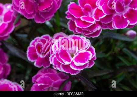 Prima piano di vibranti fiori di Dianthus rosa e bianchi con petali increspati. Foto Stock
