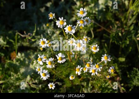 Fiori di camomilla selvatica (Matricaria Chamomilla) che crescono in un campo verde sotto la luce naturale del sole Foto Stock