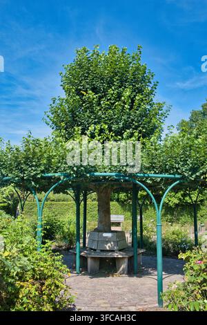 Un tiglio a foglia piccola (Tilia cordata) è centrato all'interno di una struttura di pergola da giardino con supporti curvi e una panchina di legno circolare alla base Foto Stock
