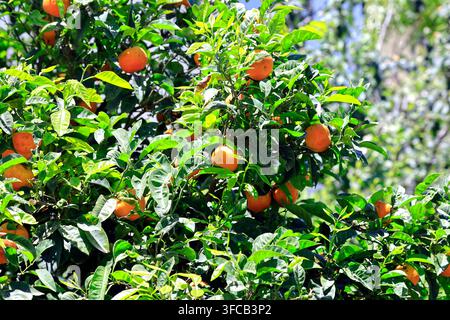 Arance che maturano su un albero, isola di Tinos, gruppo delle Cicladi, Grecia, Europa Foto Stock
