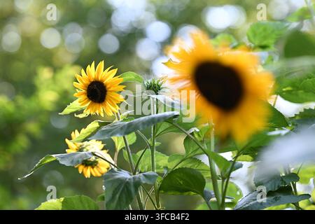 Bellissimi girasoli sullo sfondo con un primo piano sfocato morbido e caldo. Primo piano della natura estiva colorata. Foto Stock