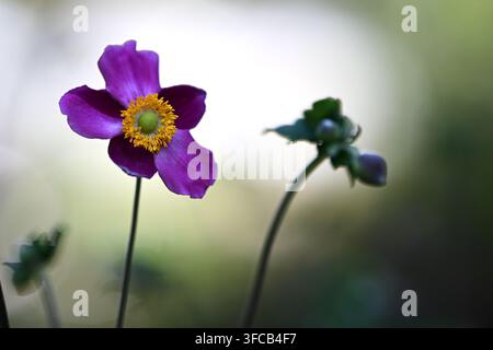 Fiore di anemone giocoso in primo piano su uno sfondo drammatico ad alto contrasto. Fotografia macro impressionante con illuminazione suggestiva Foto Stock