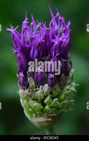 Un fiore di allio si apre e mostra la sua bellissima e vivace tonalità viola. Foto Stock