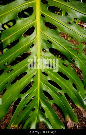 Questa immagine sembra mostrare un primo piano di una foglia verde vivace di una pianta di formaggio svizzero (Monstera deliciosa). Foto Stock