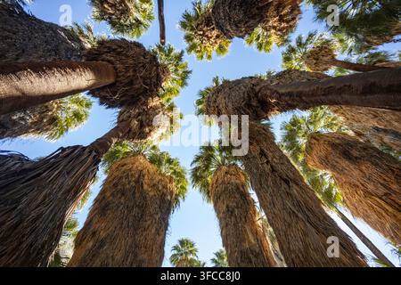Vista a bassa angolazione che guarda verso l'alto attraverso un boschetto di alte palme, con tronchi massicci e testurizzati e fronde verdi che circondano un cielo blu brillante. Foto Stock