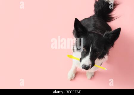 Simpatico cane Border Collie con spazzolino da denti su sfondo rosa, vista dall'alto Foto Stock