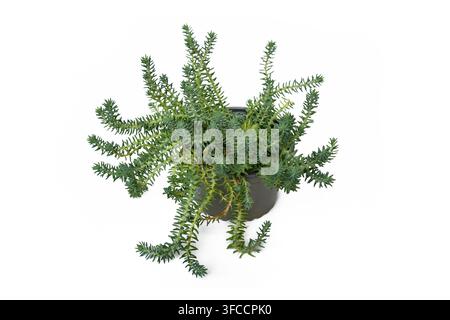 Piante di Sedum Reflexum, o Steinbrech blu abete, in vaso su sfondo bianco Foto Stock