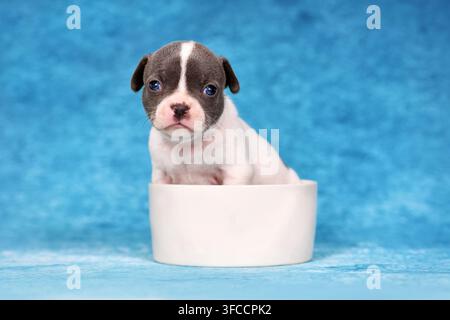 Giovane cucciolo di bulldog francese nero e bianco con orecchie cadenti seduto in una ciotola bianca per cani su uno sfondo blu da studio Foto Stock