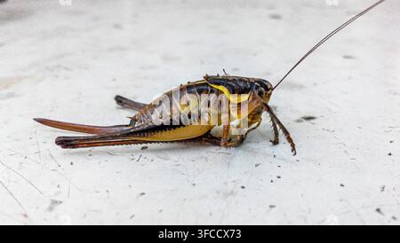 Un grillo con lunghe baffi è seduto su un tavolo bianco. Vista laterale. Grillo mormone, Anabrus simplex Foto Stock