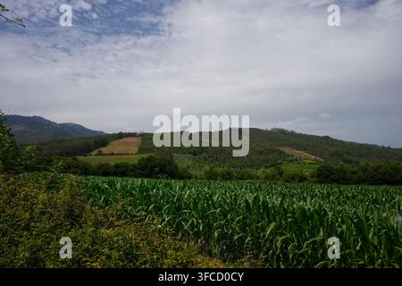 Campo di mais e colline boschive nel paesaggio rurale vicino a San Pedro sul Camino del Norte. Foto Stock