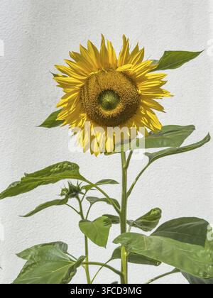 Girasole in piena fioritura contro un muro di casa intonacato di bianco, sfondo bianco può essere rimosso, internazionale Foto Stock