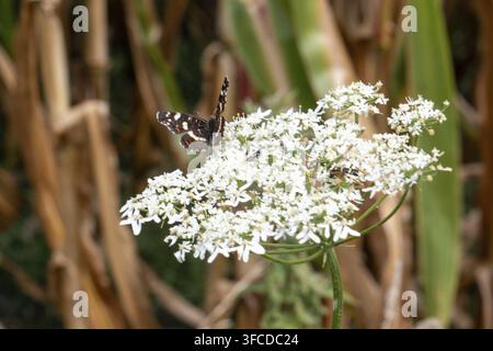 Farfalla map, araschnia levana, si nutre di fiori selvatici bianchi, eseguendo l’impollinazione, Zwillbrock, NRW, Germania Foto Stock