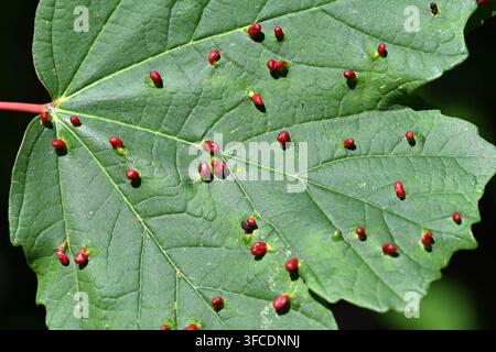 Acaro della galle dell'acero, galle della foglia di acero o galle fogliari, Vasates quadripedes, su foglia di acero campestre, Acer campestre Foto Stock