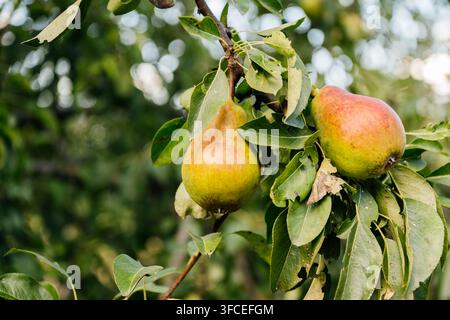 Coppia di pere gialle e rosse mature che crescono su un ramo tra foglie verdi in un frutteto soleggiato, raccolta di frutta biologica in primo piano. Foto Stock