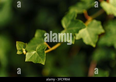 Scatto macro di foglie di edera verdi fresche su un rampicante sottile con sfondo sfocato, ideale per texture di design a tema natura, texture da giardino fresca Foto Stock