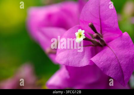 Fiori di bouganville con bract rosa e centri bianchi su sfondo scuro Foto Stock