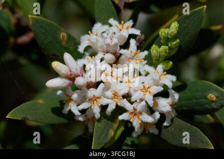 Fiori di Erica Barbo Costiera Foto Stock