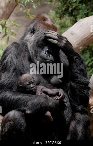Il gorilla delle pianure occidentali è la sottospecie di gorilla più comune allevata negli zoo. Foto Stock