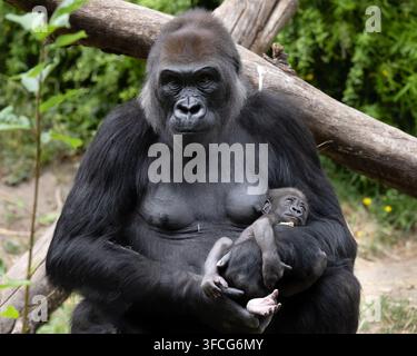Il gorilla delle pianure occidentali è la sottospecie di gorilla più comune allevata negli zoo. Foto Stock
