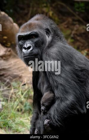 Il gorilla delle pianure occidentali è la sottospecie di gorilla più comune allevata negli zoo. Foto Stock