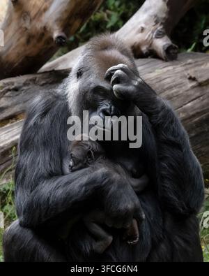 Il gorilla delle pianure occidentali è la sottospecie di gorilla più comune allevata negli zoo. Foto Stock