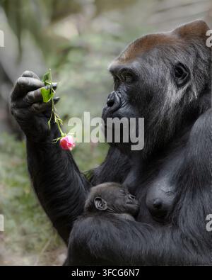 Il gorilla delle pianure occidentali è la sottospecie di gorilla più comune allevata negli zoo. Foto Stock