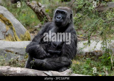Il gorilla delle pianure occidentali è la sottospecie di gorilla più comune allevata negli zoo. Foto Stock
