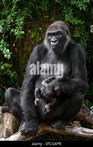 Il gorilla delle pianure occidentali è la sottospecie di gorilla più comune allevata negli zoo. Foto Stock