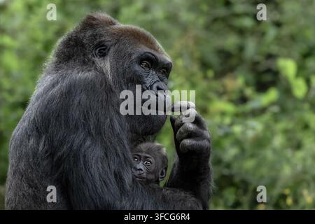Il gorilla delle pianure occidentali è la sottospecie di gorilla più comune allevata negli zoo. Foto Stock