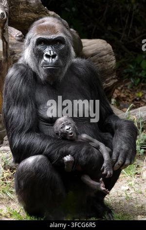 Il gorilla delle pianure occidentali è la sottospecie di gorilla più comune allevata negli zoo. Foto Stock