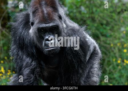 Il gorilla delle pianure occidentali è la sottospecie di gorilla più comune allevata negli zoo. Foto Stock
