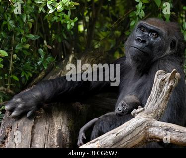 Il gorilla delle pianure occidentali è la sottospecie di gorilla più comune allevata negli zoo. Foto Stock