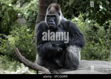 Il gorilla delle pianure occidentali è la sottospecie di gorilla più comune allevata negli zoo. Foto Stock