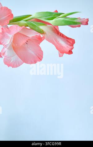 Stelo di fiore di gladiolo rosa e bianco su sfondo blu pastello morbido, scatto botanico verticale con spazio per il testo. Foto Stock