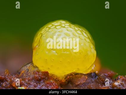 Muffa di corallo a nido d'api. È un piccolo organismo protista Foto Stock