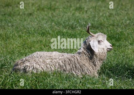 Capra Angora lanosa in pascolo erboso. Foto Stock