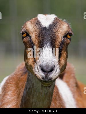 Capra domestica LaMancha, primo piano del viso. Capra aegagrus hircus Foto Stock