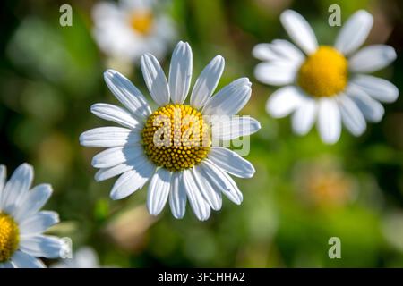 Matricaria chamomilla è una pianta della famiglia delle Asteraceae, nota per il suo uso nel tè e come erba medicinale. Foto Stock