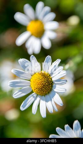 Matricaria chamomilla è una pianta della famiglia delle Asteraceae, nota per il suo uso nel tè e come erba medicinale. Foto Stock